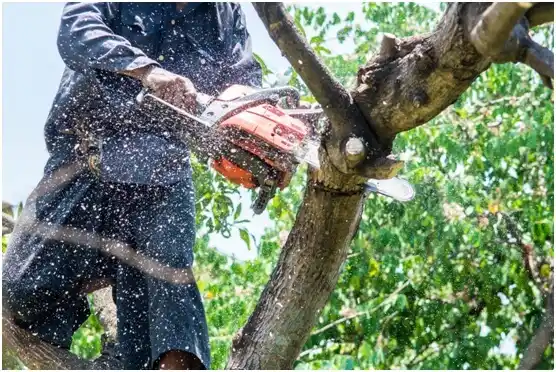 tree services Muscoda
